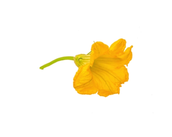 Buy Squash Blossom Fresco